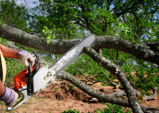 Best Lot and Land Clearing  in Graham, TX